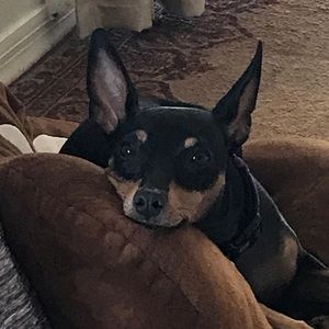 Meet your Posher, Sydney